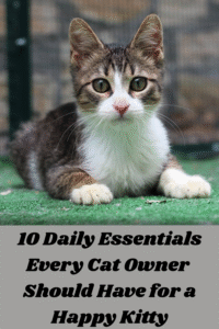 10 Daily Essentials Every Cat Owner Should Have for a Happy Kitty