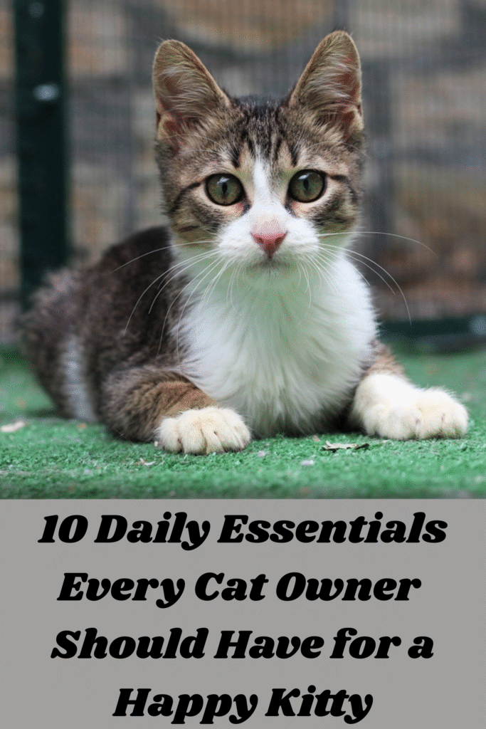 10 Daily Essentials Every Cat Owner Should Have for a Happy Kitty