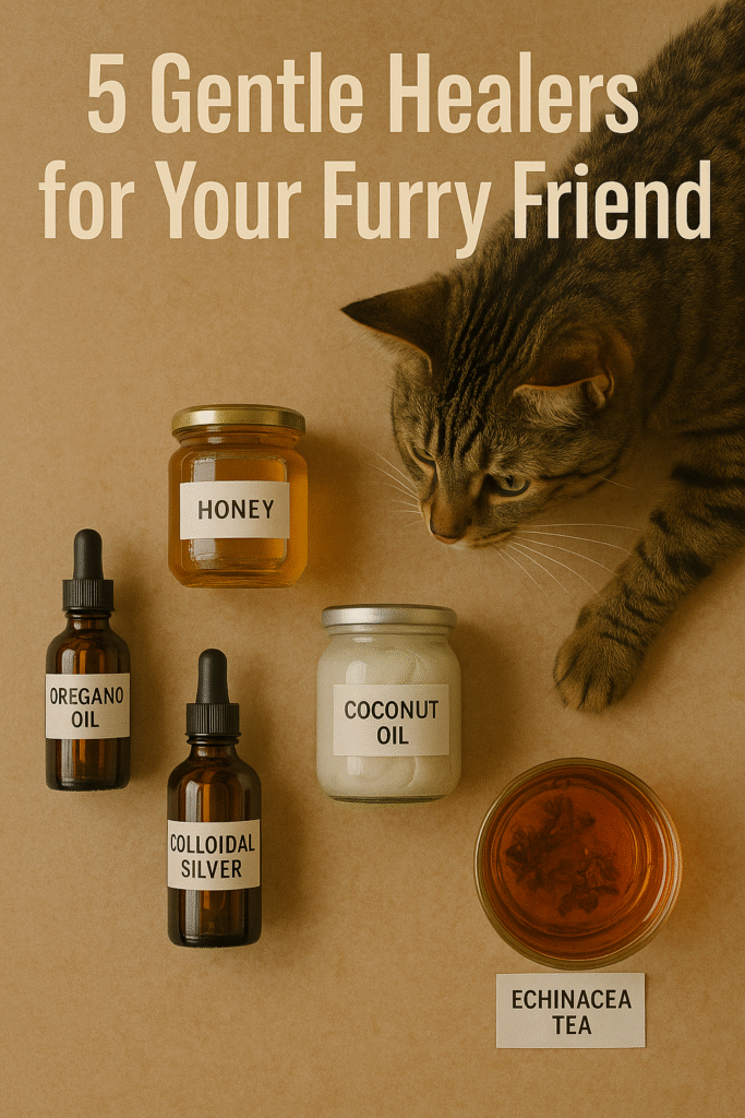 5 Natural Antibiotics for Cats