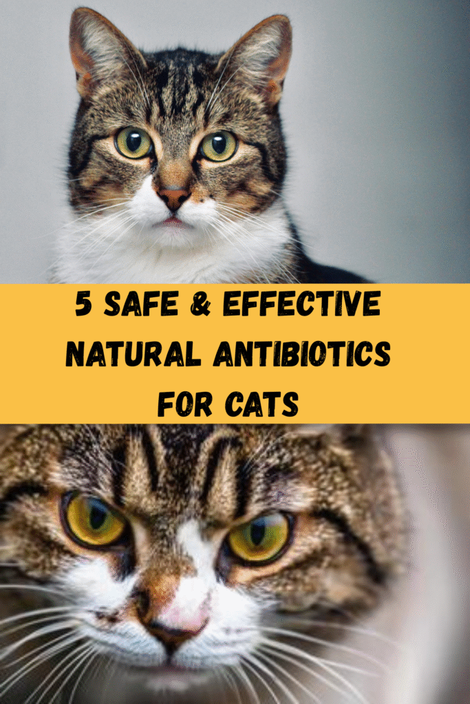 5 Safe & Effective Natural Antibiotics for Cats