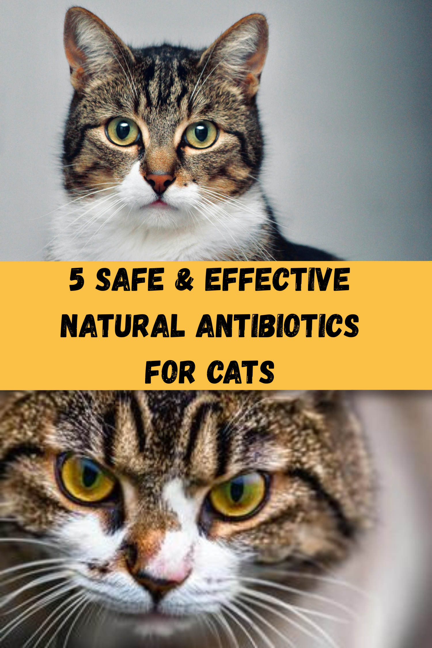 5 Safe & Effective Natural Antibiotics for Cats