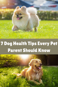 7 Dog Health Tips Every Pet Parent Should Know