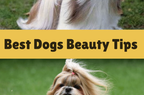 Dog Grooming Does Not Have to Be a Chore
