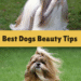 Dog Grooming Does Not Have to Be a Chore