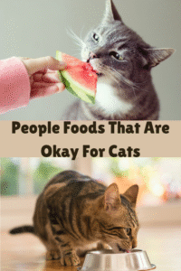 10 People Foods That Are Actually Okay for Cats