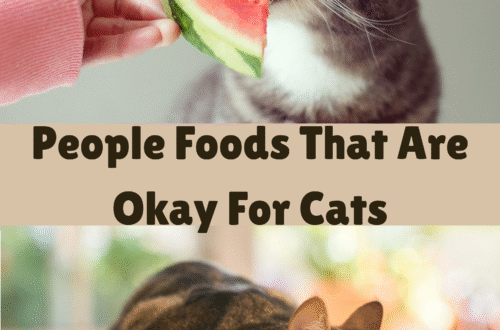 10 People Foods That Are Actually Okay for Cats