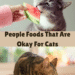 10 People Foods That Are Actually Okay for Cats