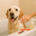 Best Deep Cleansing Shampoo for Dogs with Fleas & Ticks