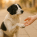 What to Do If You Find a Stray Dog Step-by-Step Guide to Help and Rehome