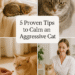 5 Proven Tips to Calm an Aggressive Cat