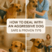 How to Handle an Aggressive Dog Without Getting Hurt