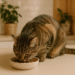 Transitioning Your Cat to a New Food Safely: A Step-by-Step Guide